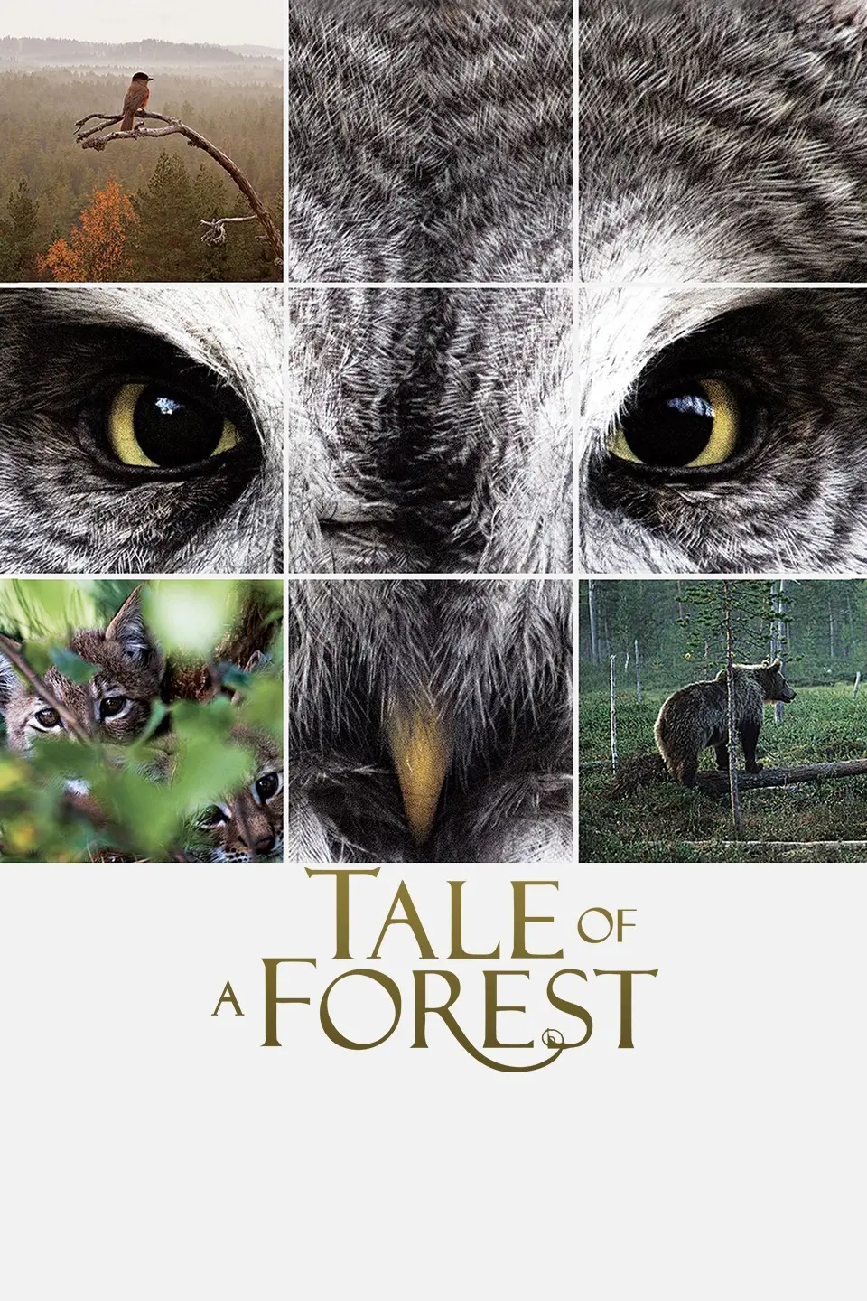 《森之传说》：一场奇幻的森林冒险，唤醒你内心深处的童真与勇气