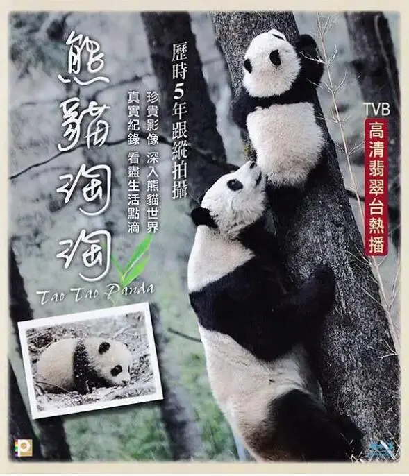 《熊猫淘淘》：萌化你的心，也让你思考！看完只想说：这不比那些‘网络正义魔人’强多了？